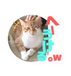 TORIトラちゃんのスタンプ（個別スタンプ：5）