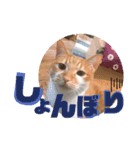 TORIトラちゃんのスタンプ（個別スタンプ：6）