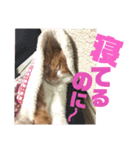 TORIトラちゃんのスタンプ（個別スタンプ：7）