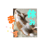TORIトラちゃんのスタンプ（個別スタンプ：8）