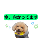 トイプードルの毎日使えるスタンプ2（個別スタンプ：2）