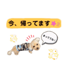 トイプードルの毎日使えるスタンプ2（個別スタンプ：3）