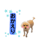 トイプードルの毎日使えるスタンプ2（個別スタンプ：4）