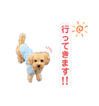 トイプードルの毎日使えるスタンプ2（個別スタンプ：5）