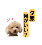トイプードルの毎日使えるスタンプ2（個別スタンプ：7）