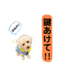 トイプードルの毎日使えるスタンプ2（個別スタンプ：9）