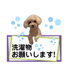 トイプードルの毎日使えるスタンプ2（個別スタンプ：10）
