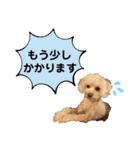 トイプードルの毎日使えるスタンプ2（個別スタンプ：11）