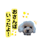 トイプードルの毎日使えるスタンプ2（個別スタンプ：12）