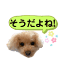 トイプードルの毎日使えるスタンプ2（個別スタンプ：18）