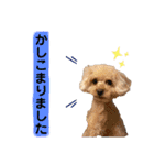 トイプードルの毎日使えるスタンプ2（個別スタンプ：19）