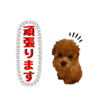 トイプードルの毎日使えるスタンプ2（個別スタンプ：21）