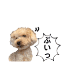トイプードルの毎日使えるスタンプ2（個別スタンプ：28）