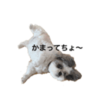 シーズー犬のくう（個別スタンプ：1）