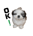 シーズー犬のくう（個別スタンプ：2）