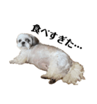 シーズー犬のくう（個別スタンプ：3）