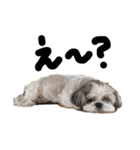 シーズー犬のくう（個別スタンプ：5）