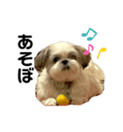 シーズー犬のくう（個別スタンプ：6）