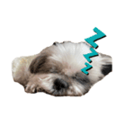 シーズー犬のくう（個別スタンプ：7）