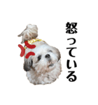 シーズー犬のくう（個別スタンプ：8）