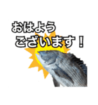 釣り人専用スタンプ挨拶編（個別スタンプ：1）