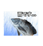 釣り人専用スタンプ挨拶編（個別スタンプ：3）