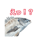 釣り人専用スタンプ挨拶編（個別スタンプ：6）