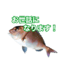 釣り人専用スタンプ挨拶編（個別スタンプ：7）