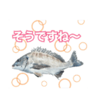 釣り人専用スタンプ挨拶編（個別スタンプ：11）