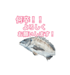 釣り人専用スタンプ挨拶編（個別スタンプ：12）