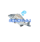 釣り人専用スタンプ挨拶編（個別スタンプ：13）