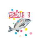 釣り人専用スタンプ挨拶編（個別スタンプ：14）