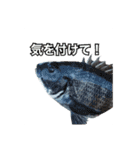 釣り人専用スタンプ挨拶編（個別スタンプ：15）