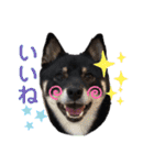Tumuさんの日常 友達と一緒②（個別スタンプ：13）