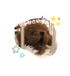 くぅ＆パール＆ふくのスタンプ（個別スタンプ：14）