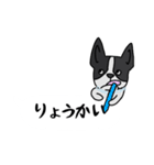 ボストンテリア吹き出しスタンプ（個別スタンプ：5）