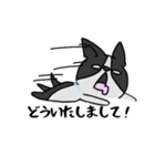 ボストンテリア吹き出しスタンプ（個別スタンプ：8）