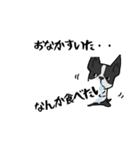 ボストンテリア吹き出しスタンプ（個別スタンプ：14）