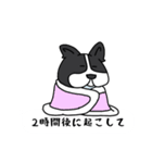 ボストンテリア吹き出しスタンプ（個別スタンプ：17）