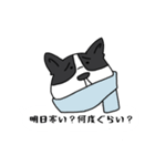 ボストンテリア吹き出しスタンプ（個別スタンプ：30）