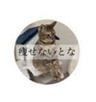 みるくしば（個別スタンプ：3）