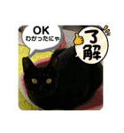 友達との会話用にゃ1月（個別スタンプ：1）
