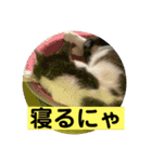 友達との会話用にゃ1月（個別スタンプ：4）