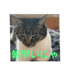 友達との会話用にゃ1月（個別スタンプ：5）