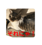友達との会話用にゃ1月（個別スタンプ：6）