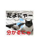 友達との会話用にゃ1月（個別スタンプ：7）