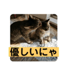 友達との会話用にゃ1月（個別スタンプ：9）
