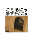 友達との会話用にゃ1月（個別スタンプ：10）