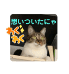 友達との会話用にゃ1月（個別スタンプ：11）