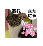 友達との会話用にゃ1月（個別スタンプ：13）